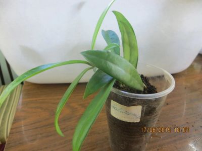 Лот: 2679853. Фото: 1. Хойя салвеника .Hoya salweenica. Горшечные растения и комнатные цветы
