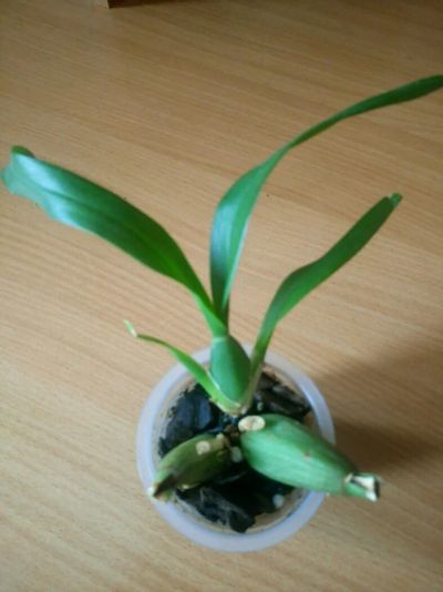 Лот: 9134880. Фото: 1. Орхидея Онцидиум. Горшечные растения и комнатные цветы