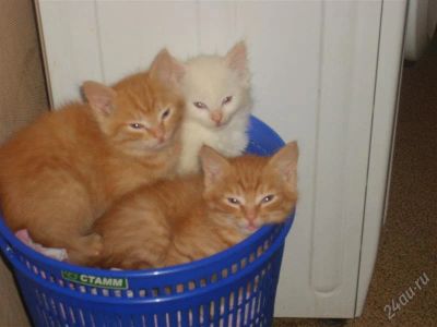 Лот: 2759542. Фото: 1. отдам котят в оч хорошие руки. Кошки, котята