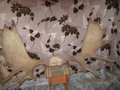 Лот: 1522653. Фото: 1. рога лося. Другое (домашний быт)