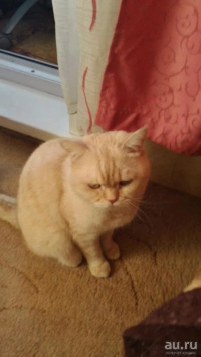 Лот: 9483674. Фото: 1. Отдам в хорошие руки британского... Кошки, котята