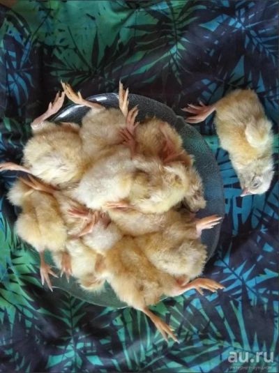 Лот: 11625822. Фото: 1. суточные цыплятак-корм для животных. Корма
