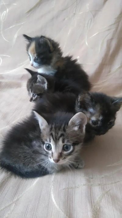 Лот: 8751547. Фото: 1. Подарю котяток. Кошки, котята