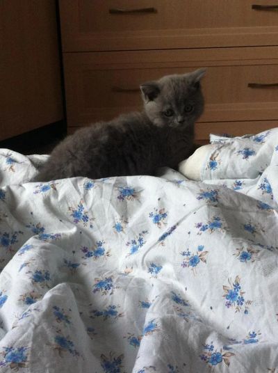 Лот: 5434425. Фото: 1. Британская девочка. Кошки, котята
