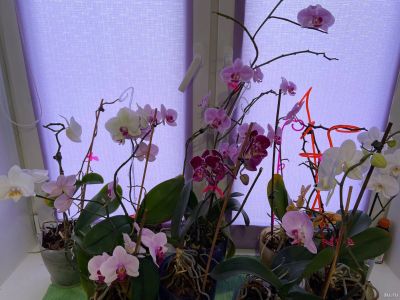 Лот: 15313371. Фото: 1. Орхидея. Горшечные растения и комнатные цветы