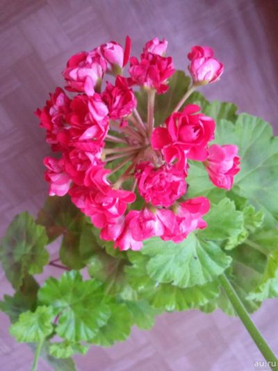 Лот: 15886878. Фото: 1. Пеларгония розебудная Rosebud... Горшечные растения и комнатные цветы