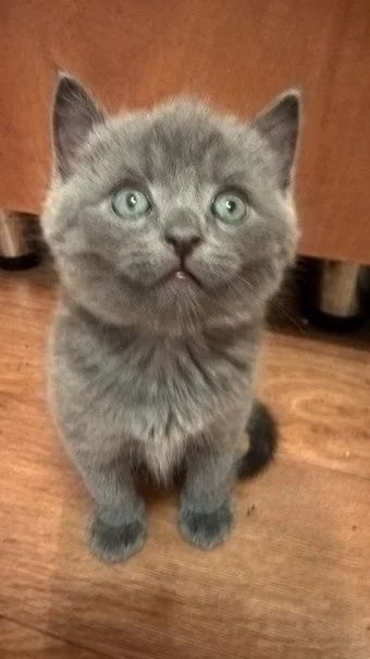 Лот: 6472786. Фото: 1. Плюшевый БРИТанский котенок последний... Кошки, котята