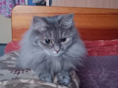 Лот: 18617131. Фото: 1. Кошка Мира ласковая. Кошки, котята
