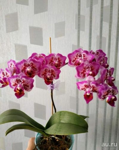 Лот: 17827733. Фото: 1. Орхидея Фаленопсис(261)Formosa... Горшечные растения и комнатные цветы