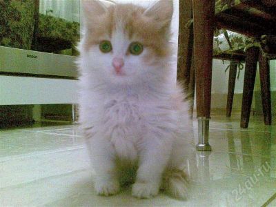 Лот: 570118. Фото: 1. котейка замурчательный )))). Остальные животные