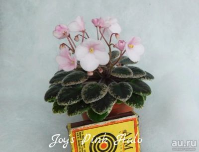 Лот: 8498752. Фото: 1. Мини фиалка сортовая Joy's Pink... Горшечные растения и комнатные цветы