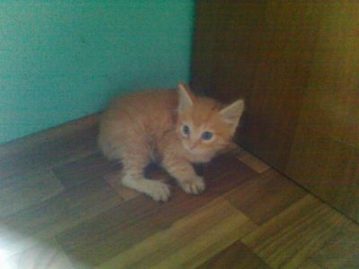 Лот: 4307236. Фото: 1. Рыжее чудо. Ищет хозяина. Мальчик. Кошки, котята