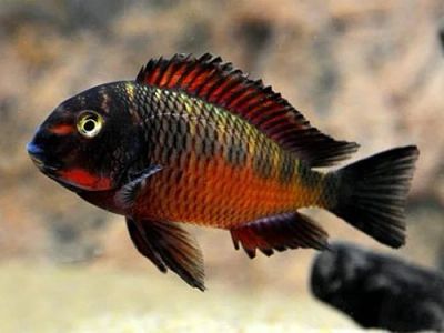 Лот: 16206756. Фото: 1. Трофеус Молиро (Tropheus Sp. Red... Рыбки