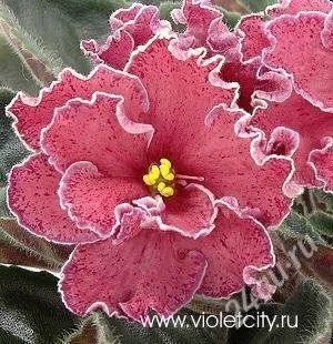 Лот: 2305956. Фото: 1. фиалка Strawberry Fields. Горшечные растения и комнатные цветы