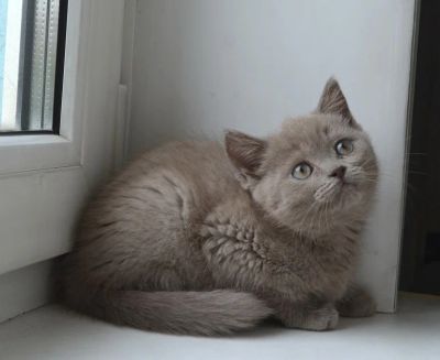 Лот: 4387556. Фото: 1. Шотландская кошечка для вас. Кошки, котята