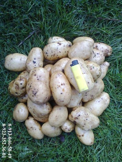 Лот: 8091549. Фото: 1. Шушенский свежий картофель без... Картофель