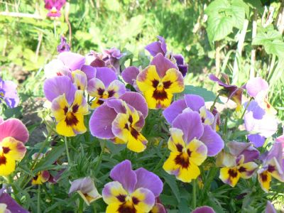Лот: 8006778. Фото: 1. дача. Дачи