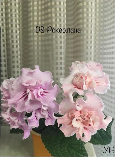 Лот: 20284411. Фото: 1. Стрептокарпус DS-Роксолана (стартер... Горшечные растения и комнатные цветы