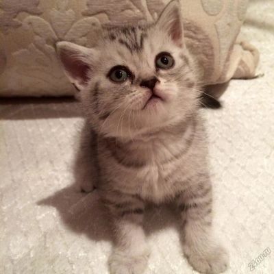 Лот: 5909024. Фото: 1. Бриташки- милашки. Кошки, котята
