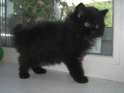 Лот: 1020213. Фото: 1. Отдадим в хорошие руки котенка... Остальные животные