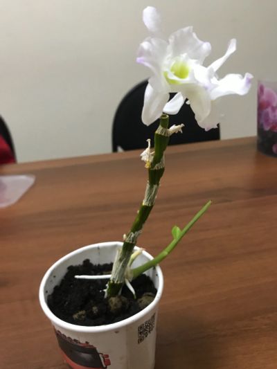 Лот: 18054515. Фото: 1. Орхидея. Горшечные растения и комнатные цветы
