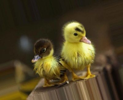 Лот: 7482230. Фото: 1. Утята Голубой Фаворит вывод 19... Птицы
