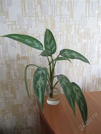 Лот: 676338. Фото: 1. Аглаонема. Горшечные растения и комнатные цветы