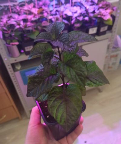 Лот: 13682455. Фото: 1. Bhut jolokia PDN. Сверх острый... Пряные, лекарственные растения и зелень