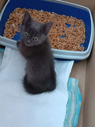 Лот: 24779032. Фото: 1. Котенок дымчатый 1.5 мес. Кошки, котята
