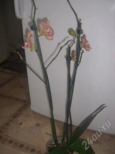 Лот: 701853. Фото: 1. орхидея фаленопсис 4. Горшечные растения и комнатные цветы