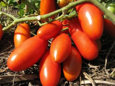 Лот: 11585166. Фото: 1. Качественная рассада томатов... Овощи