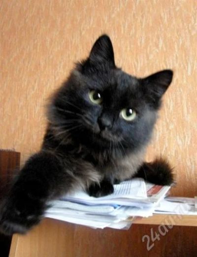 Лот: 734327. Фото: 1. Милая кошечка ждет заботливых... Остальные животные