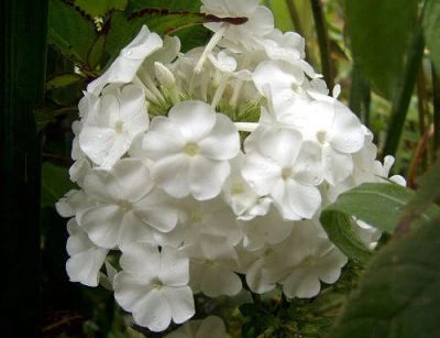 Лот: 8572003. Фото: 1. Флокс Давид. Садовые цветы