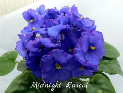 Лот: 8500792. Фото: 1. Минифиалка сортовая Midnight Rascal... Горшечные растения и комнатные цветы