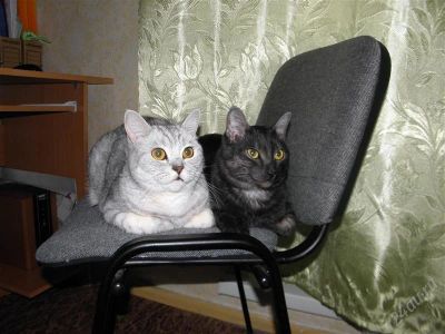 Лот: 1946743. Фото: 1. Отдадим котиков. Кошки, котята