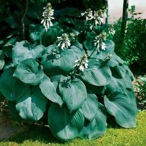 Лот: 9457128. Фото: 1. Хоста Биг Дедди. Садовые цветы