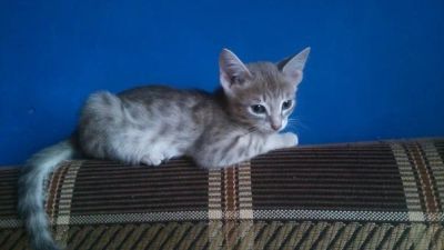 Лот: 7594234. Фото: 1. серый котенок серый вискас в полосочку. Кошки, котята