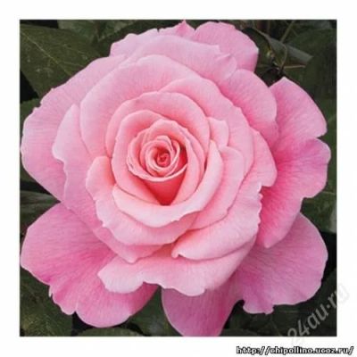 Лот: 2573563. Фото: 1. Роза «Smooth Lady»чайно-гибр. Другое (семена, рассада, садовые растения)