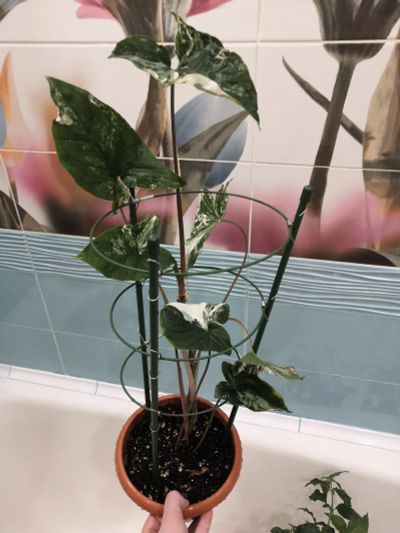 Лот: 18887017. Фото: 1. Сингониум imperial white. Горшечные растения и комнатные цветы