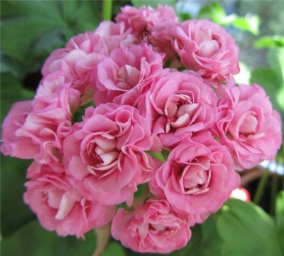 Лот: 4088076. Фото: 1. Пеларгония Australian Pink Rosebud... Горшечные растения и комнатные цветы