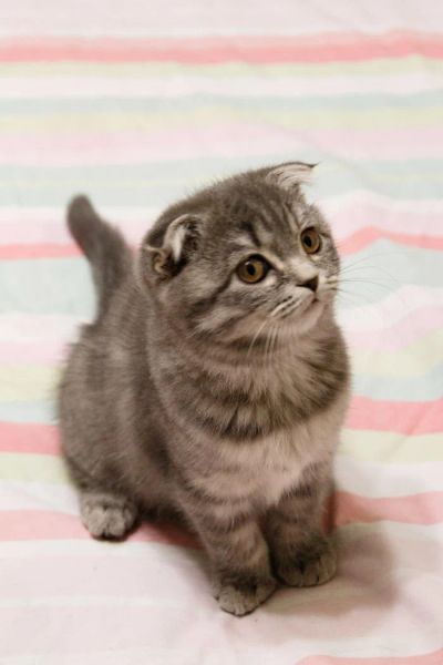 Лот: 8425773. Фото: 1. Шотландские котята. Кошки, котята