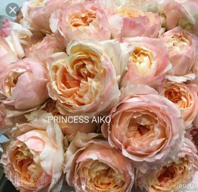 Лот: 14985627. Фото: 1. Роза Принцесса Айко. Садовые цветы