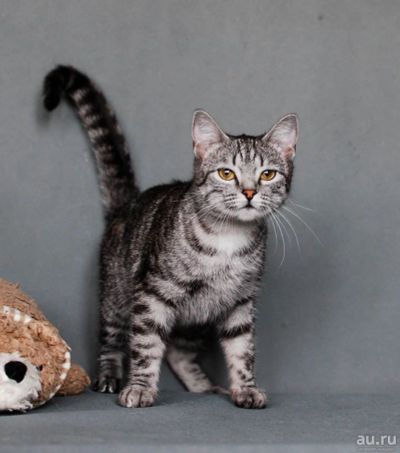 Лот: 13499323. Фото: 1. Кошка Мурка в хорошие руки. Кошки, котята
