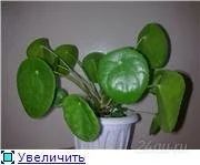 Лот: 111751. Фото: 1. пилея. Горшечные растения и комнатные цветы
