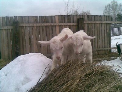 Лот: 2665176. Фото: 1. Зааненский козлик. Остальные животные