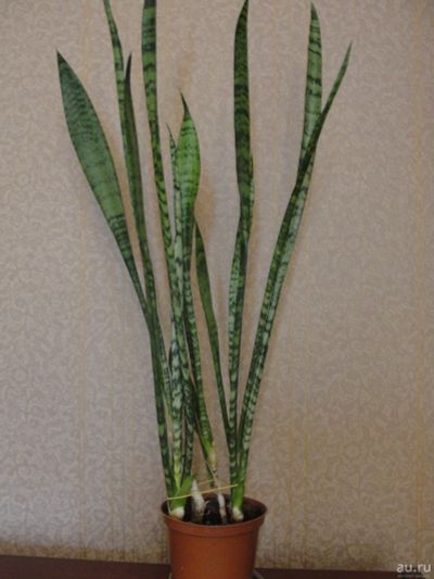 Лот: 13205111. Фото: 1. Сансевиерия гиацинтовая (Sansevieria... Горшечные растения и комнатные цветы