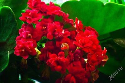 Лот: 2320837. Фото: 1. Каланхое цветущее красными цветочками... Горшечные растения и комнатные цветы