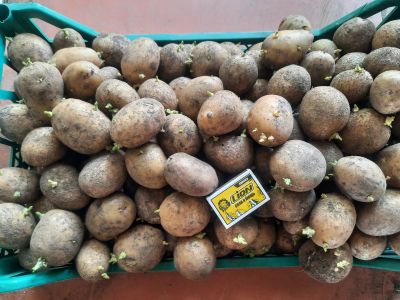 Лот: 22225936. Фото: 1. Семенной картофель полуэлита... Овощи