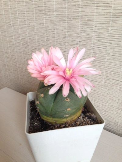 Лот: 11537405. Фото: 1. Кактус Гимнокалициум gymnocalycium... Горшечные растения и комнатные цветы