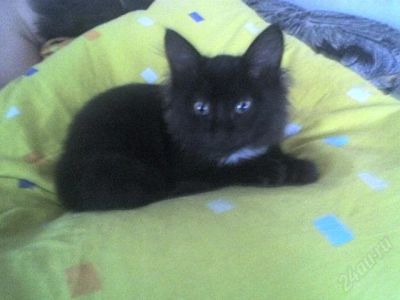 Лот: 145604. Фото: 1. маленький котенок,мальчик 1месяц... Остальные животные